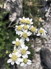 Achillea atrata