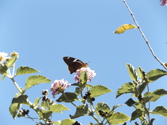 Astraptes