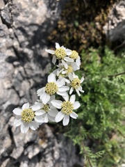 Achillea atrata