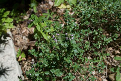 Thymus × citriodorus