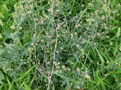 Medicago sativa