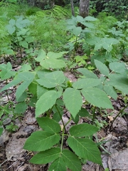 Aegopodium podagraria