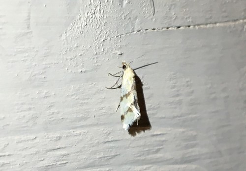 Aethes fennicana · iNaturalist