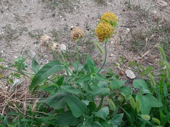 Verbesina encelioides