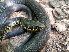 Hierophis viridiflavus
