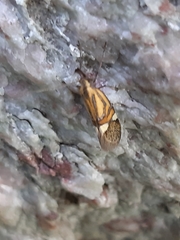 Alabonia staintoniella