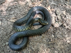 Hierophis viridiflavus