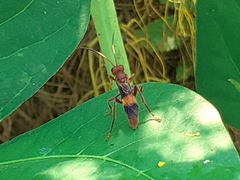 Trogomorpha arrogans