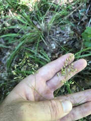 Festuca paradoxa