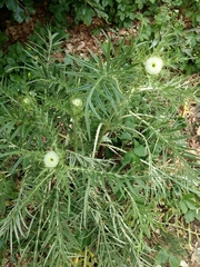 Cirsium lobelii