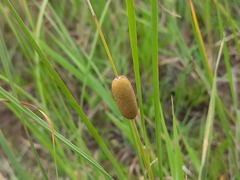 Typha laxmannii