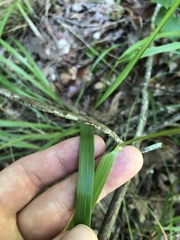 Festuca paradoxa