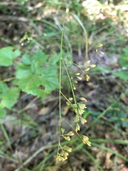 Festuca paradoxa