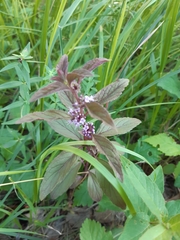 Mentha arvensis