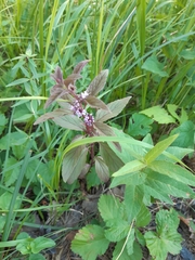 Mentha arvensis