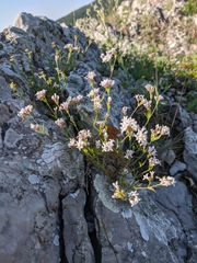 Asperula supina caespitans