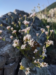 Asperula supina caespitans