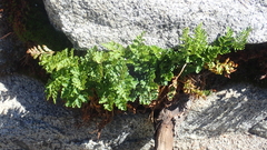 Cryptogramma acrostichoides
