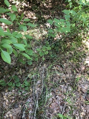 Festuca paradoxa