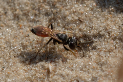 Dinetus pictus