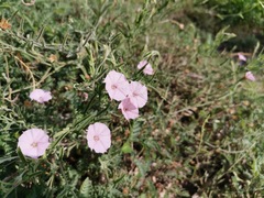 Convolvulus equitans equitans