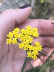 Achillea micrantha