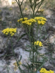 Achillea micrantha