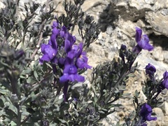 Linaria alpina alpina