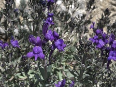 Linaria alpina alpina