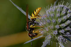 Philanthus triangulum