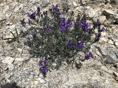 Linaria alpina alpina