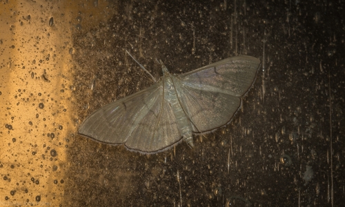 Pearl Grey Moth