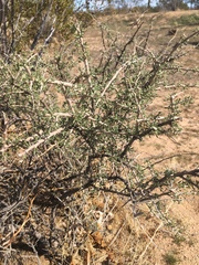 Prunus fasciculata