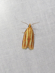 Sparganothis tristriata