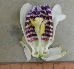 Passiflora riparia
