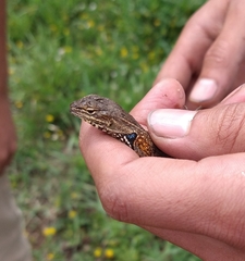 Sceloporus scalaris