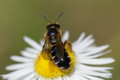 Halictus maculatus