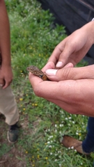 Sceloporus scalaris