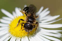 Halictus maculatus