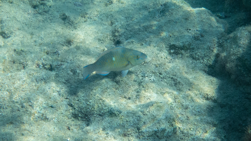 Photo of Blue-barred parrotfish (Eastern Pacific) (Scarus ghobban)