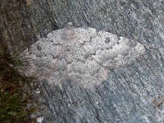 Charissa glaucinaria