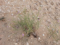 Centaurea arenaria