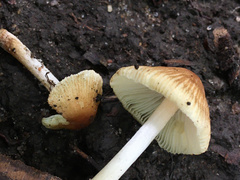 Pseudosperma friabile