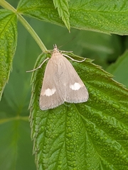 Udea alpinalis