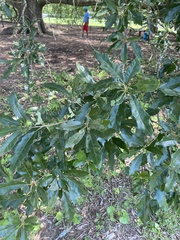 Quercus × comptoniae