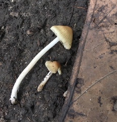 Pseudosperma friabile