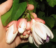 Passiflora riparia