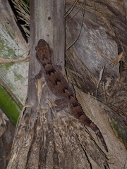 Tarentola senegambiae