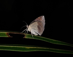 Lepidoptera