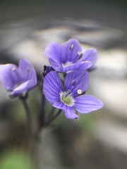 Veronica aphylla